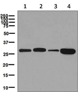 Western blot - Anti-PGAM1 antibody [EPR8042] - BSA and Azide free (AB248342)