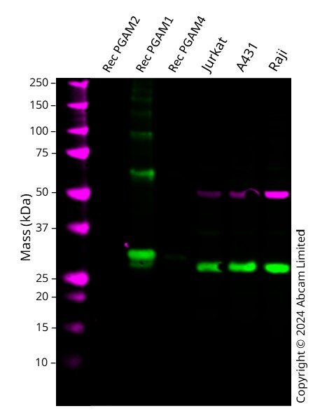 Western blot - Anti-PGAM1 antibody [EPR8042] - BSA and Azide free (AB248342), expandable thumbnail