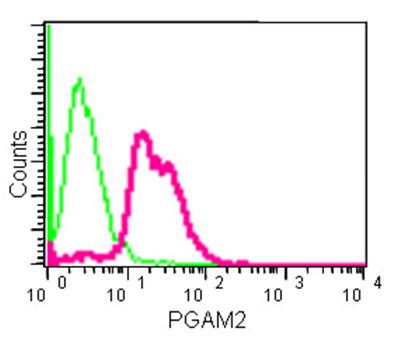 Flow Cytometry (Intracellular) - Anti-PGAM2 antibody [EPR15193(B)] (AB183027)