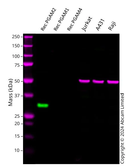 Western blot - Anti-PGAM2 antibody [EPR15193(B)] - BSA and Azide free (AB250643)