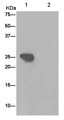 Immunoprecipitation - Anti-PGAM2 antibody [EPR15194(B)] (AB187147)