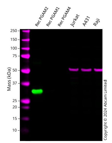 Western blot - Anti-PGAM2 antibody [EPR15194(B)] (AB187147)