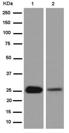 Western blot - Anti-PGAM2 antibody [EPR15194(B)] - BSA and Azide free (AB250910)