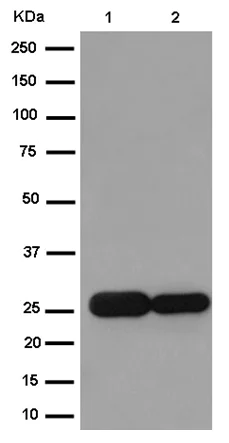 Western blot - Anti-PGAM2 antibody [EPR15194(B)] - BSA and Azide free (AB250910)