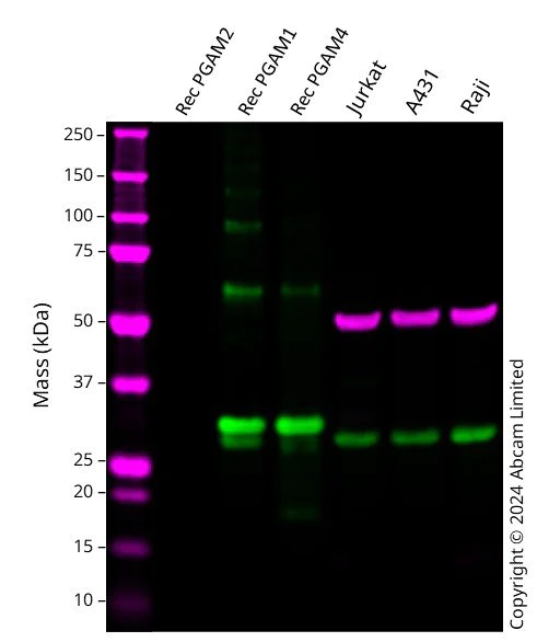 Western blot - Anti-PGAM4 + PGAM1 antibody [OTI2A12] (AB279384)