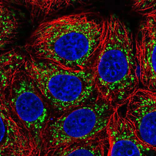 Immunocytochemistry/ Immunofluorescence - Anti-PGAM5 antibody (AB126534)