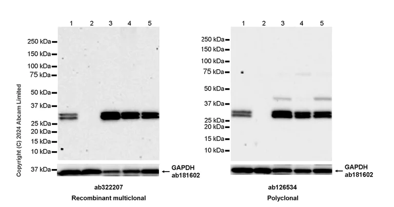 Western blot - Anti-PGAM5 antibody (AB126534)