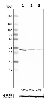 Western blot - Anti-PGAM5 antibody (AB126534)