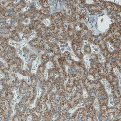 Immunohistochemistry (Formalin/PFA-fixed paraffin-embedded sections) - Anti-PGAM5 antibody [CL0624] (AB244218)