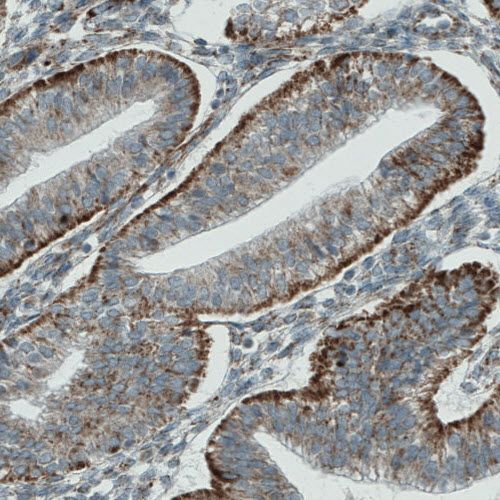 Immunohistochemistry (Formalin/PFA-fixed paraffin-embedded sections) - Anti-PGAM5 antibody [CL0624] (AB244218), expandable thumbnail