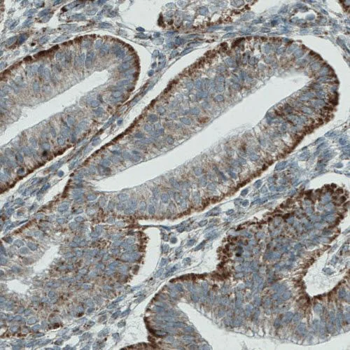 Immunohistochemistry (Formalin/PFA-fixed paraffin-embedded sections) - Anti-PGAM5 antibody [CL0624] (AB244218)