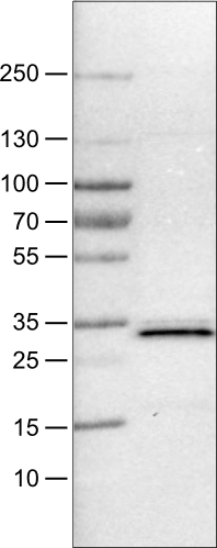 Western blot - Anti-PGAM5 antibody [CL0624] (ab244218), expandable thumbnail