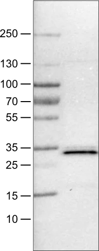 Western blot - Anti-PGAM5 antibody [CL0624] (AB244218)