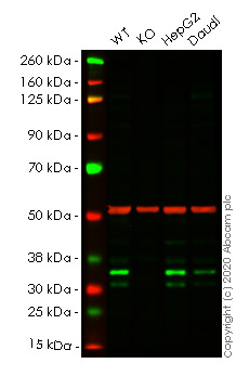 Western blot - Anti-PGAM5 antibody [CL0624] (AB244218), expandable thumbnail
