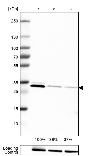 Western blot - Anti-PGAM5 antibody [CL0624] (ab244218), expandable thumbnail