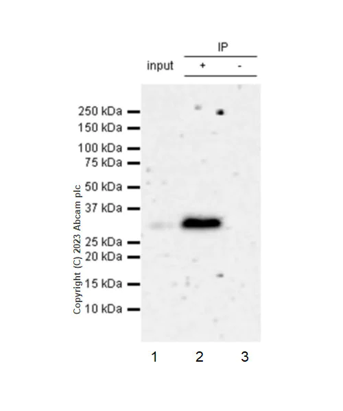 Immunoprecipitation - Anti-PGAM5 antibody [EPR27145-82] (AB308449)