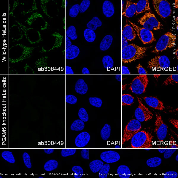 Immunocytochemistry/ Immunofluorescence - Anti-PGAM5 antibody [EPR27145-82] - BSA and Azide free (AB308450)