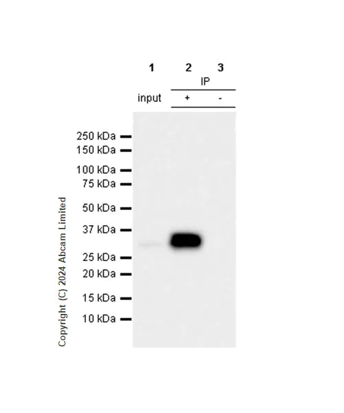 Immunoprecipitation - Anti-PGAM5 antibody [RM1254] (AB322207)