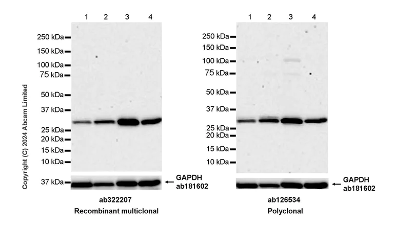 Western blot - Anti-PGAM5 antibody [RM1254] (AB322207)