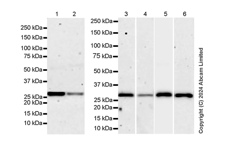 Western blot - Anti-PGAM5 antibody [RM1254] (AB322207)