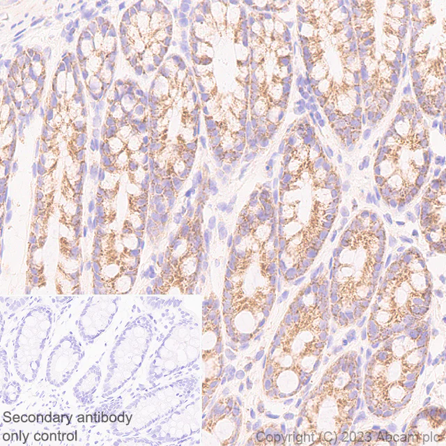 Immunohistochemistry (Formalin/PFA-fixed paraffin-embedded sections) - Anti-PGAM5 (Long isoform) antibody [EPR27145-21] (AB308447)