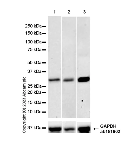 Western blot - Anti-PGAM5 (Long isoform) antibody [EPR27145-21] (AB308447)