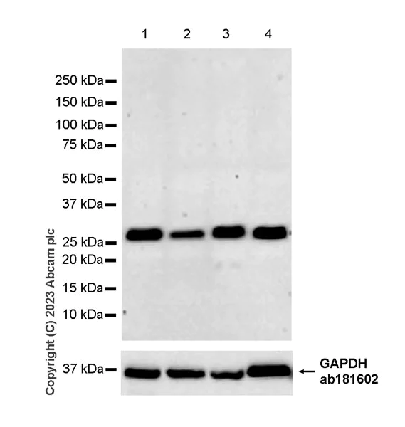 Western blot - Anti-PGAM5 (Long isoform) antibody [EPR27145-21] (AB308447)