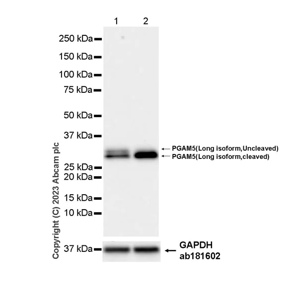 Western blot - Anti-PGAM5 (Long isoform) antibody [EPR27145-21] (AB308447)