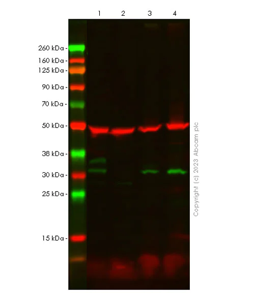 Western blot - Anti-PGAM5 (Long isoform) antibody [EPR27145-21] (AB308447)
