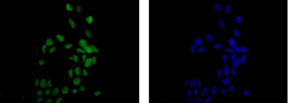 Immunocytochemistry/ Immunofluorescence - Anti-PGBD1 antibody [EPR13883] - BSA and Azide free (AB250242), expandable thumbnail