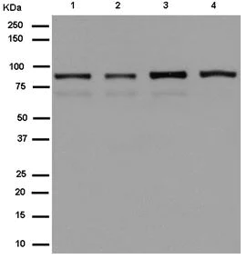 Western blot - Anti-PGBD1 antibody [EPR13883] - BSA and Azide free (AB250242)