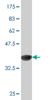 Western blot - Anti-PGC1 alpha antibody [4A8] (AB77210)