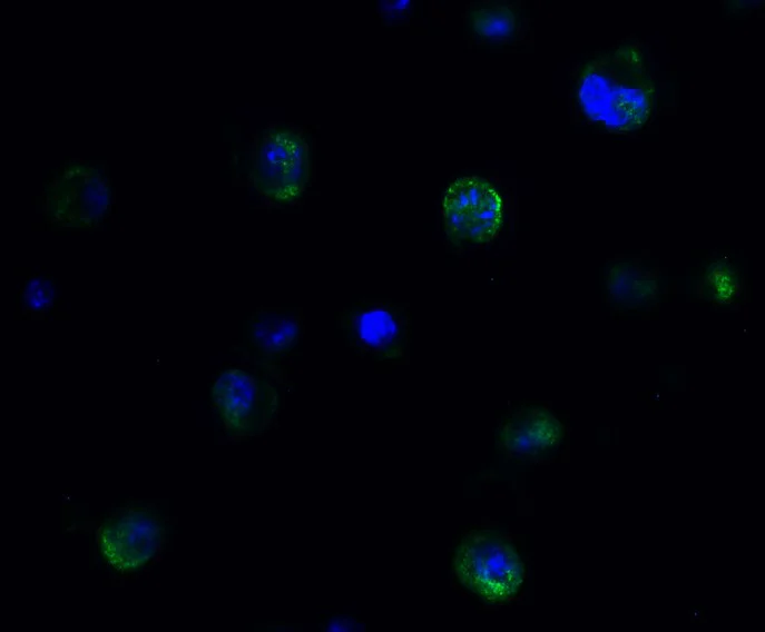 Immunocytochemistry/ Immunofluorescence - Anti-PGC1 alpha antibody (AB191838)
