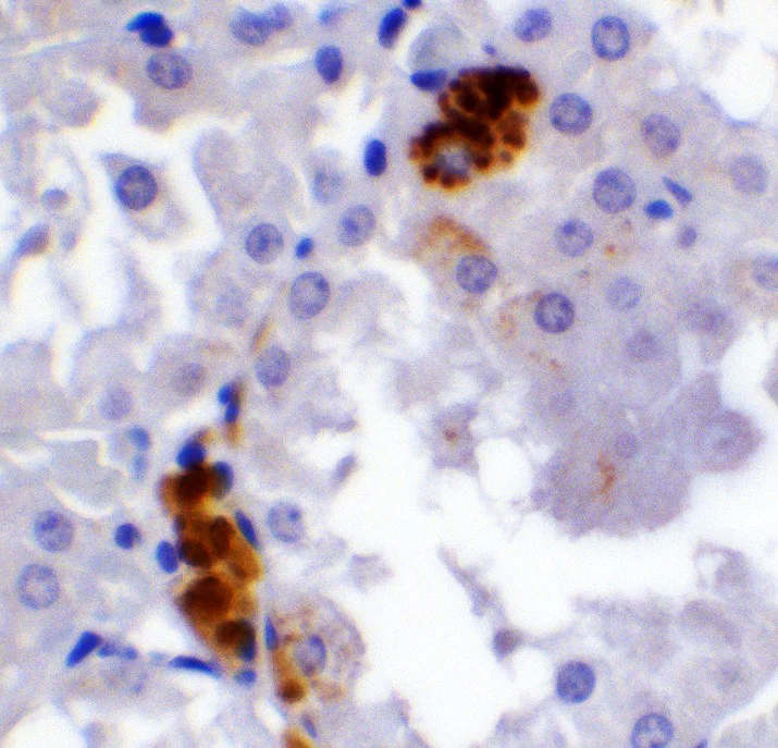 Immunohistochemistry (Formalin/PFA-fixed paraffin-embedded sections) - Anti-PGC1 alpha antibody (AB191838)