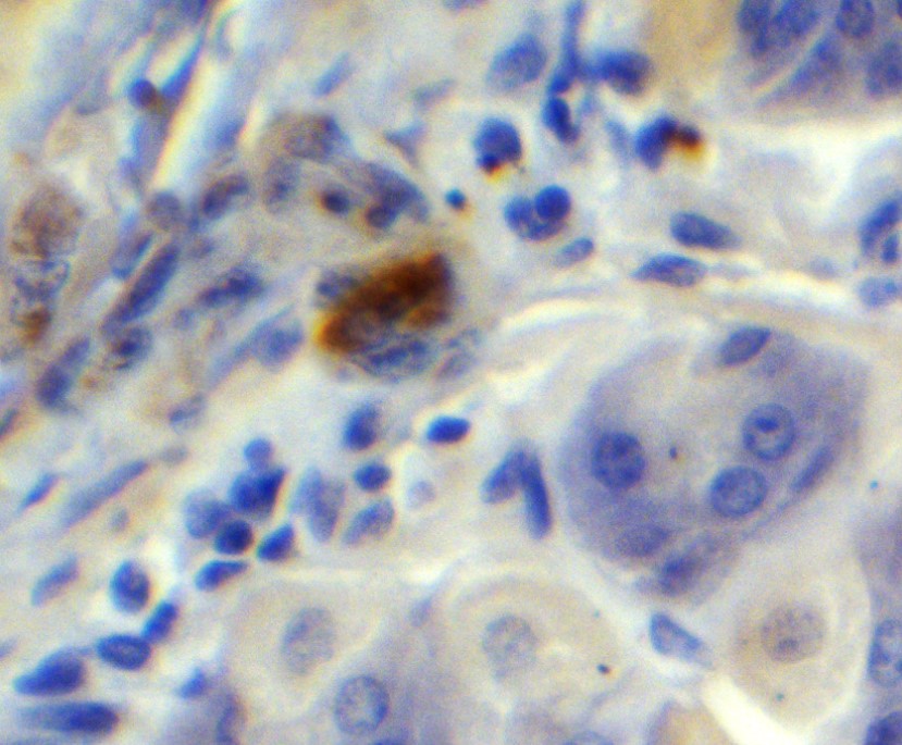 そう様✳️専用ページ Anti-PGC1 alpha antibody. Rabbit polyclonal (ab191838) | Abcam