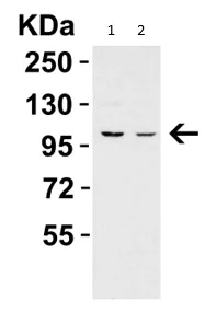 Western blot - Anti-PGC1 alpha antibody (AB191838)
