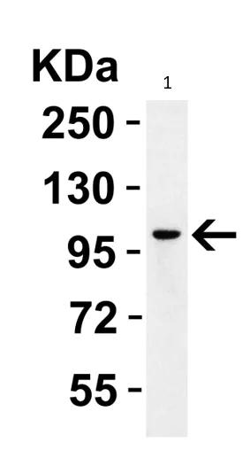 Western blot - Anti-PGC1 alpha antibody (AB191838)