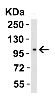 Western blot - Anti-PGC1 alpha antibody (AB191838)