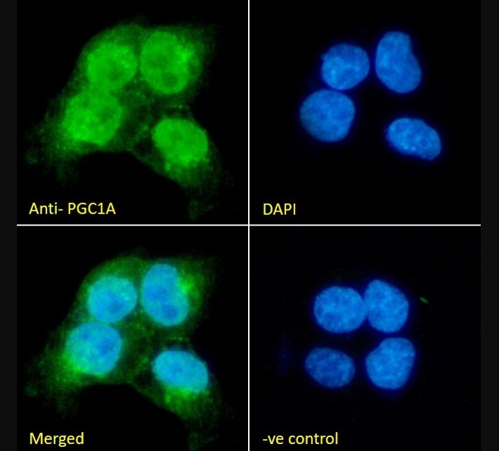 Immunocytochemistry/ Immunofluorescence - Anti-PGC1 alpha antibody (ab317540), expandable thumbnail