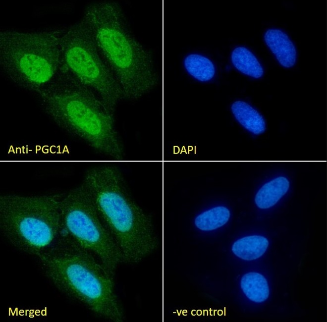 Immunocytochemistry/ Immunofluorescence - Anti-PGC1 alpha antibody (AB317540), expandable thumbnail