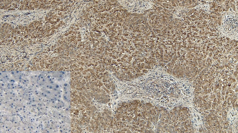 Immunohistochemistry (Formalin/PFA-fixed paraffin-embedded sections) - Anti-PGC1 alpha antibody (AB317540), expandable thumbnail