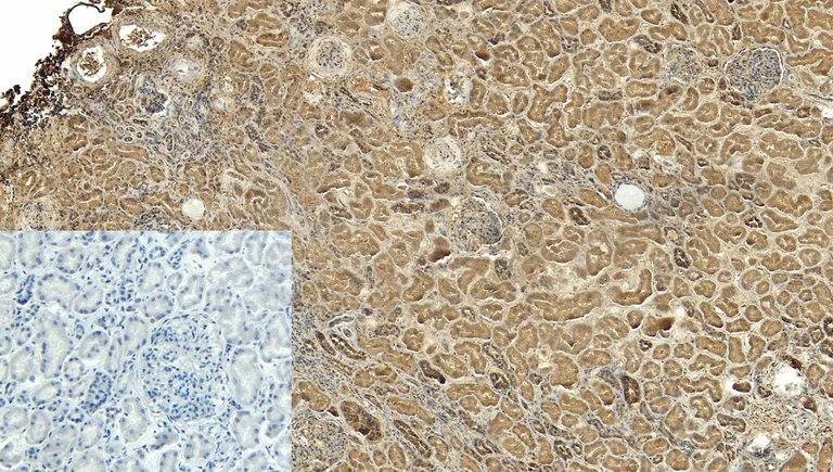 Immunohistochemistry (Formalin/PFA-fixed paraffin-embedded sections) - Anti-PGC1 alpha antibody (AB317540)