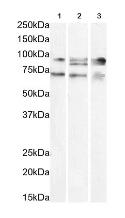 Western blot - Anti-PGC1 alpha antibody (AB317540), expandable thumbnail