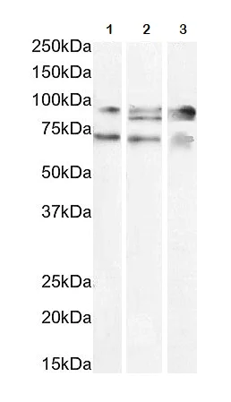 Western blot - Anti-PGC1 alpha antibody (AB317540)