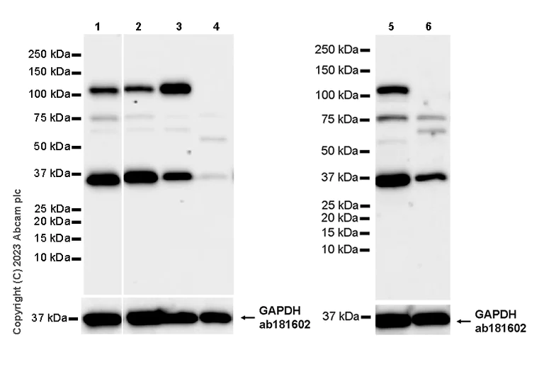 Western blot - Anti-PGC1 alpha antibody [EPR25162-281] (AB313559)
