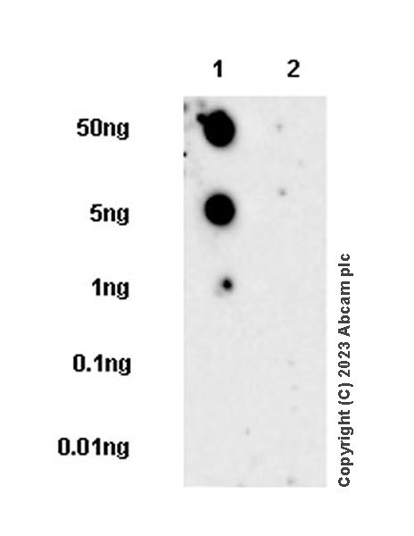 Dot Blot - Anti-PGC1 alpha antibody [EPR25162-281] - BSA and Azide free (AB313560), expandable thumbnail