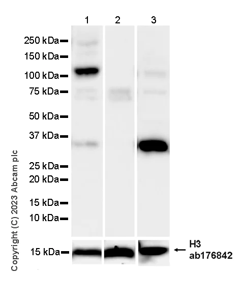Western blot - Anti-PGC1 alpha antibody [EPR25162-281] - BSA and Azide free (AB313560)
