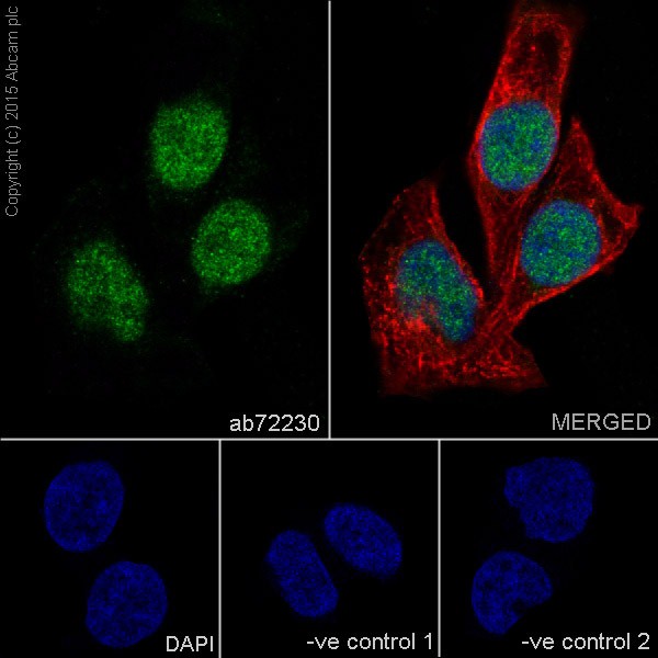 Immunocytochemistry/ Immunofluorescence - Anti-PGC1 alpha + beta antibody (AB72230), expandable thumbnail