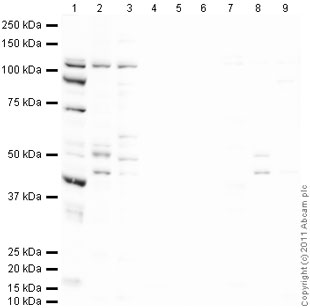 Western blot - Anti-PGC1 alpha + beta antibody (AB72230), expandable thumbnail