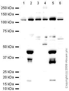 Western blot - Anti-PGC1 alpha + beta antibody (AB72230), expandable thumbnail
